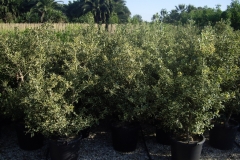 Ilex 